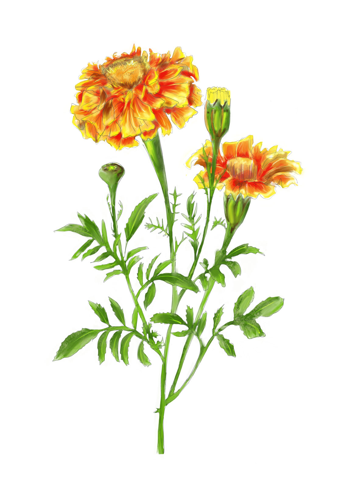 tagetes