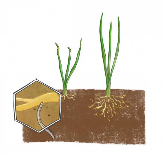 Free-living/stubby root nematodes | Vandinter Semo