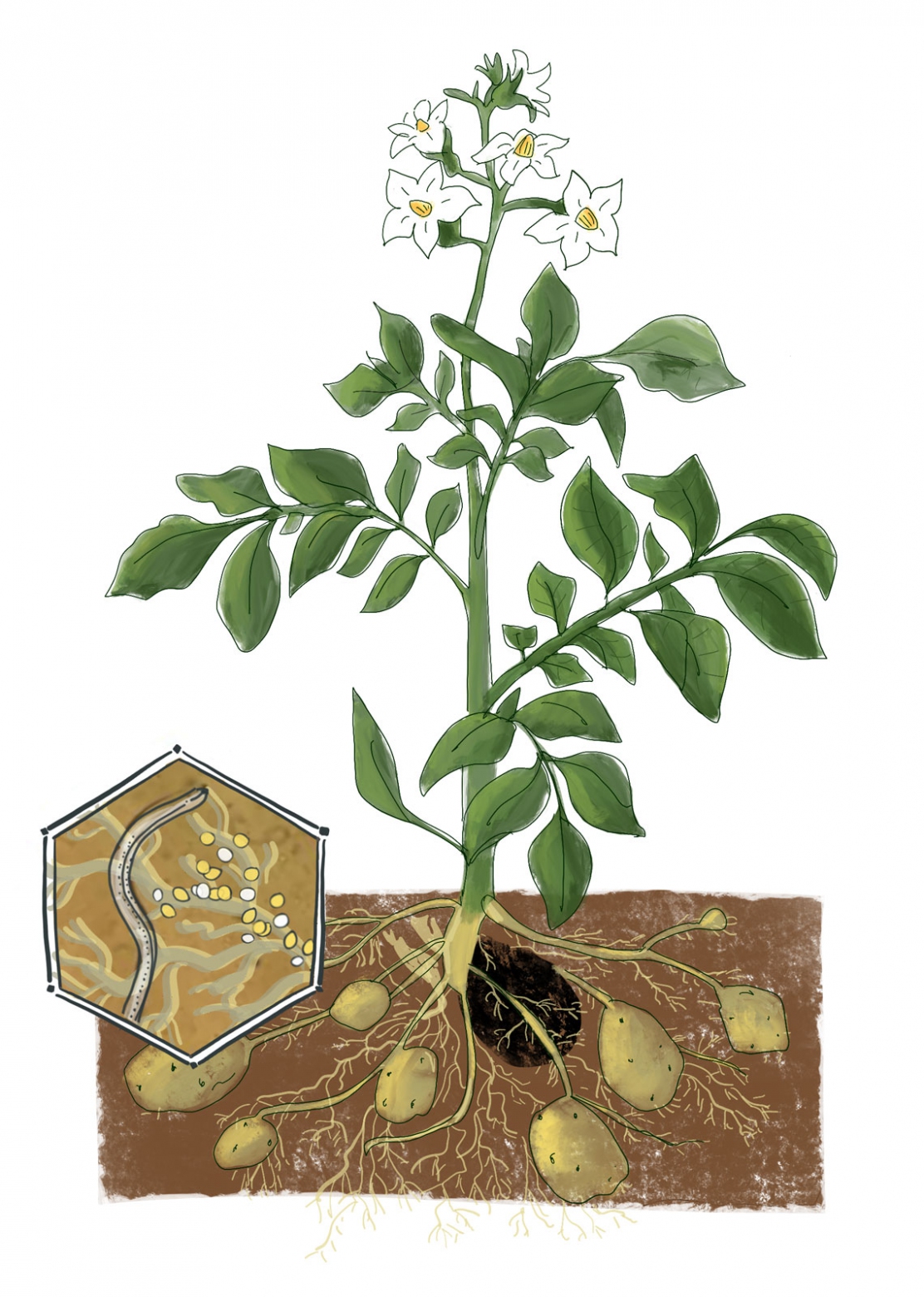 Potato cyst nematodes Vandinter Semo