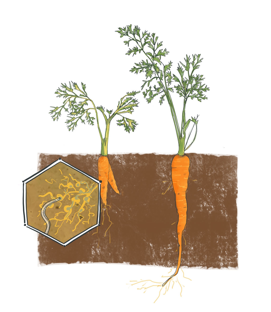 Root-knot Nematodes