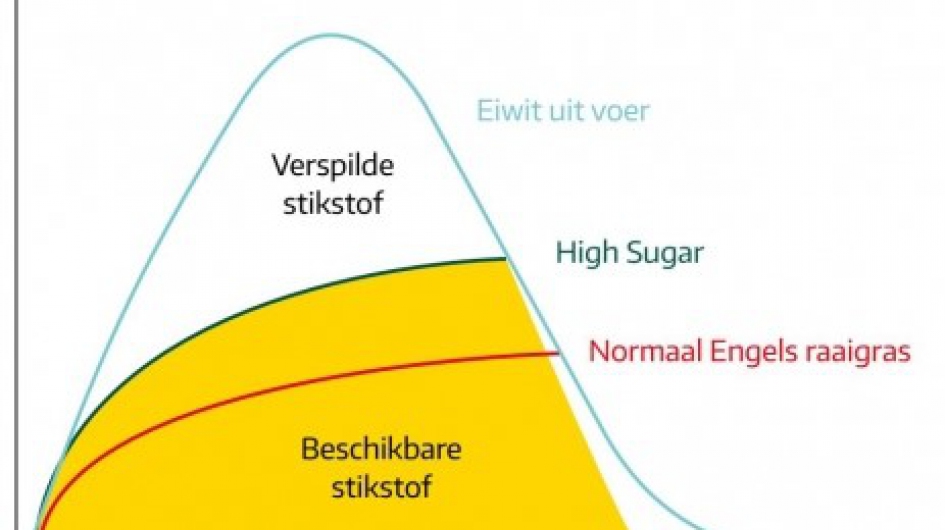 abergain high sugar grass